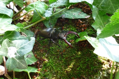 Observation des milieux propices aux lucanes cerf-volants