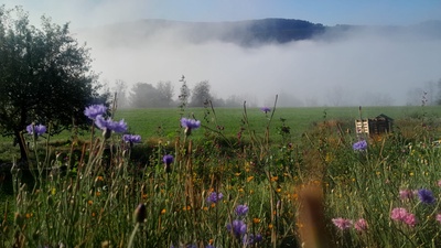 Création de bombes à graines