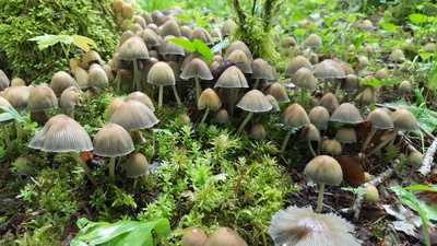 Découverte du monde extraordinaire des champignons