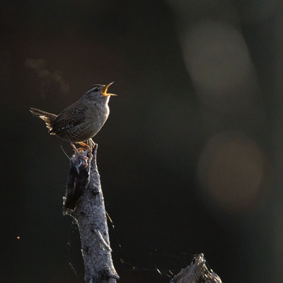 Réveil au chant des oiseaux