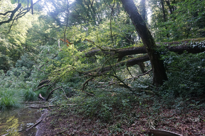 Impacts du changement climatique sur la forêt