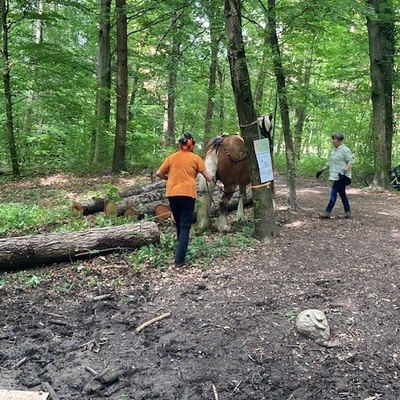 Démonstration de débardage des arbres avec chevaux
