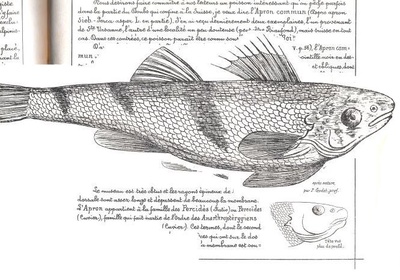 Atelier d’expression libre sur l'Apron Roi du Doubs