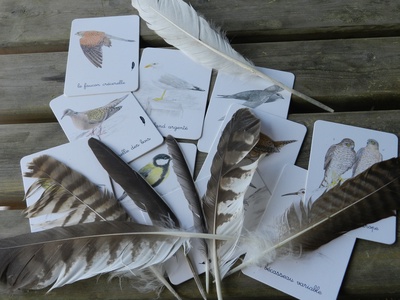 Plumes et crânes de piafs