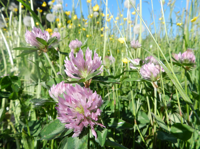 À la découverte des secrets des plantes