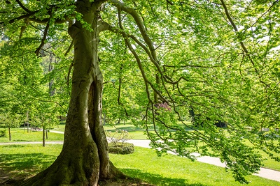 Balade arbrocambolesque à la découverte des plus beaux arbres de Lausanne