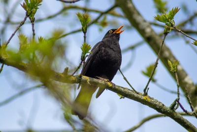 Tendre l'oreille aux chants d'oiseaux
