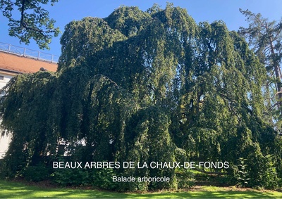 Balade arboricole urbaine pour familles