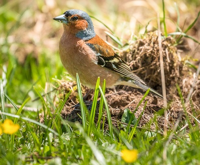 A l'écoute des oiseaux