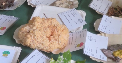 Exposition des champignons de la région
