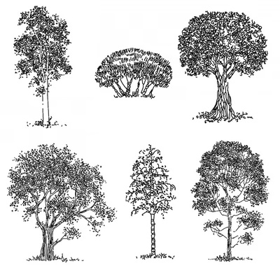Visite des arbres remarquables