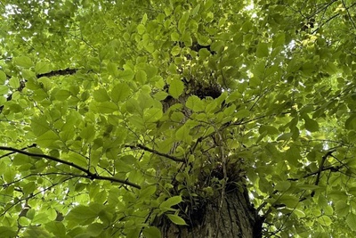 Balade nature sur la thématique des arbres