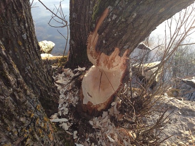 Castor et forêt alluviale, paire idéale