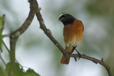 Sous l'aile du Rougequeue à front blanc à La Chaux-de-Fonds
