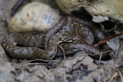 A la découverte du serpent le plus rare de Suisse: la couleuvre vipérine
