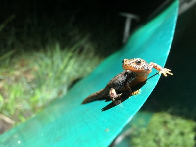 A la découverte des amphibiens des Grandes-Crosettes
