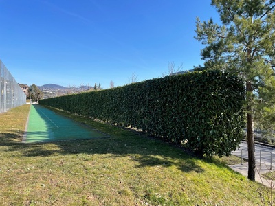 Plantation d'une haie libre d'arbustes indigènes
