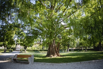 Découverte des arbres résilients au changement climatique à Yverdon-les-Bains