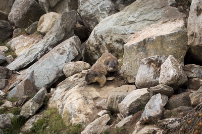 Le réveil des marmottes