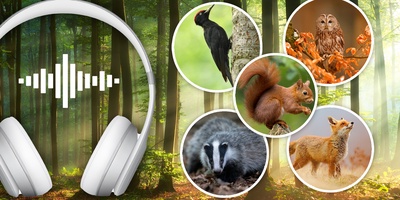 Immersion acoustique Hooting dans la nature