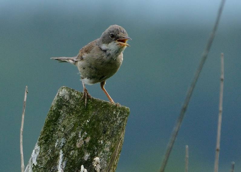 Un oeil (ou les deux) sur les oiseaux des champs et des bois