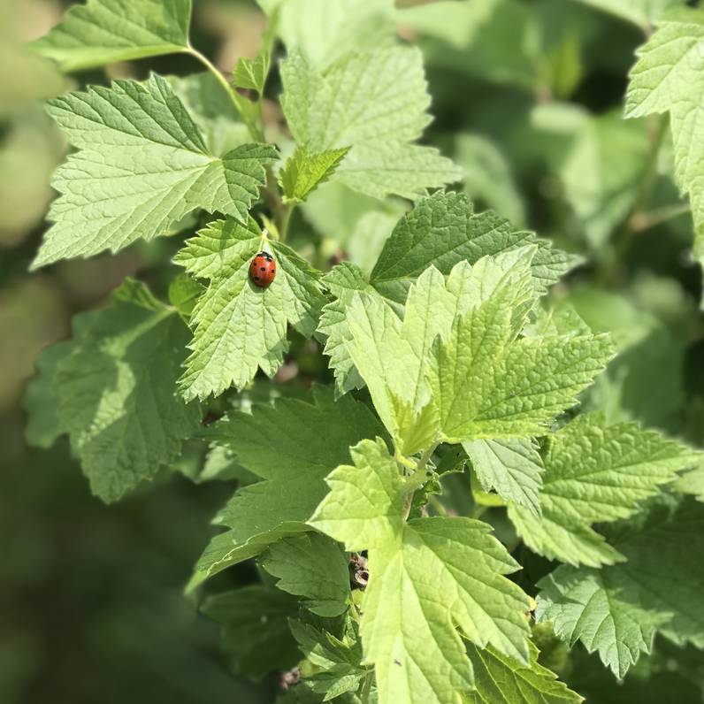https://wp.fetedelanature.ch/wp-content/uploads/2023/05/IMG_2063.jpg