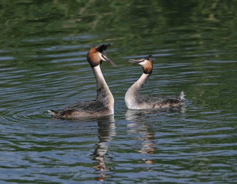 https://wp.fetedelanature.ch/wp-content/uploads/2025/06/08_FdN25_240525_Les-Grangettes_-Grebes-huppees_©ewermelinger.jpeg