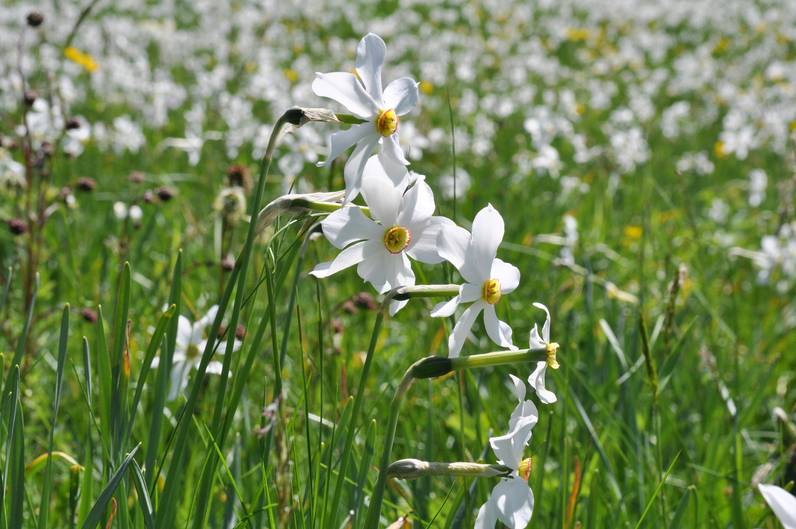 Les Narcisses aux Avants, entre histoire et paysage