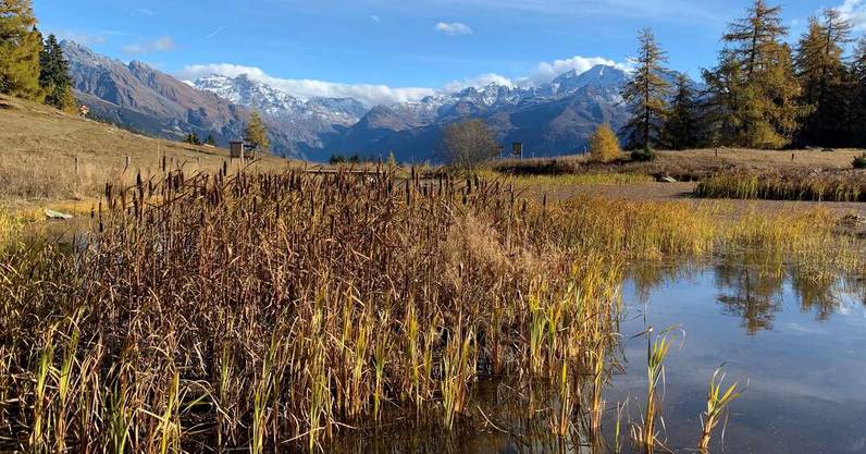 Marmottes, forêts et marais : la nature sans filtre