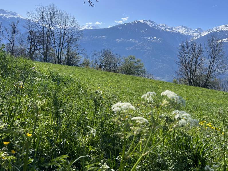 Découverte de délicieuses plantes sauvages comestibles dans la nature alpine