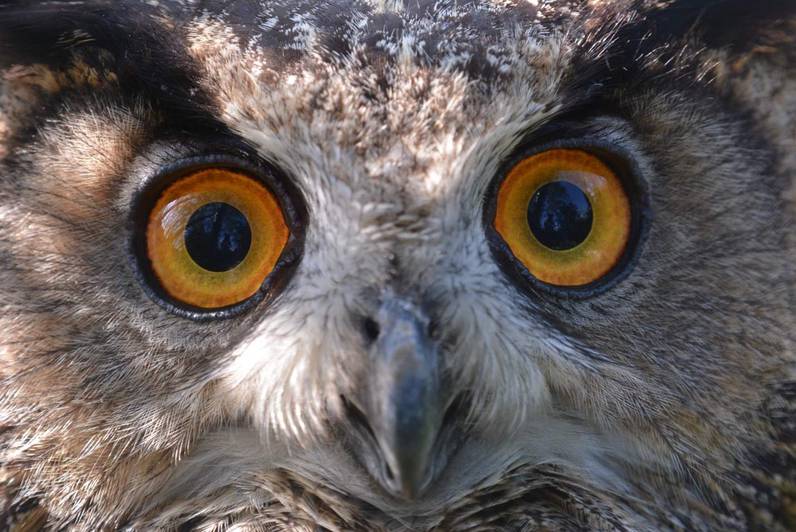 Stands d’animation au Parc animalier La Garenne