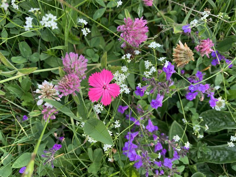 Les fleurs à la loupe