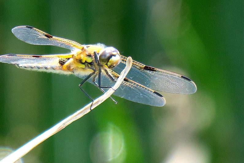 Insectes et autres bestioles du lac de Vernes