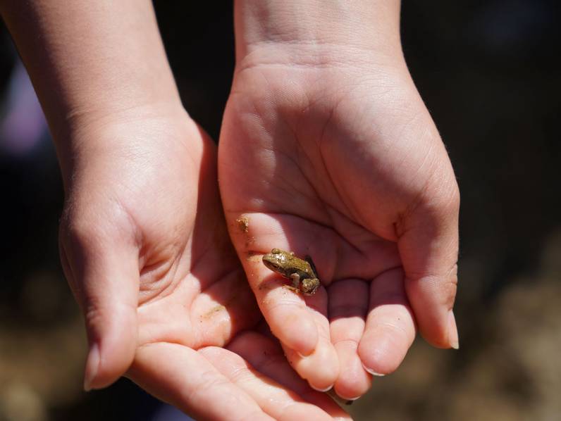 Des petites bêtes plein la tête