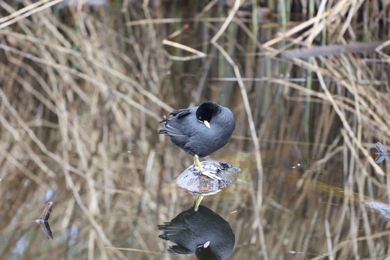Le réveil des oiseaux