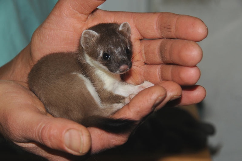 Visite de la Station de soin de la faune sauvage