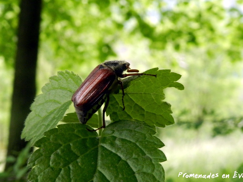 TOUTES ET TOUS INSECTOLOGUES !