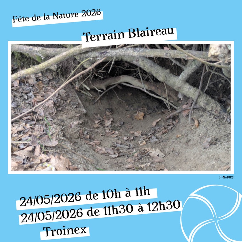 Sur le terrain avec NARIES - Blaireaux