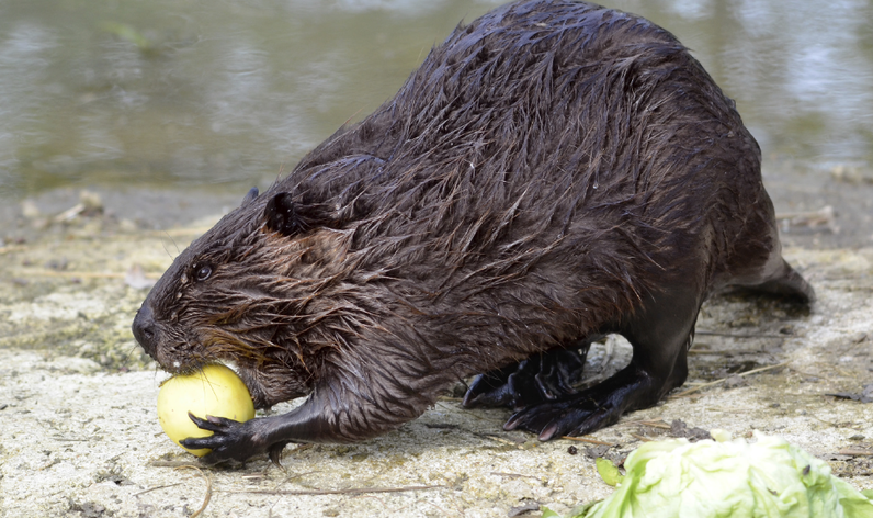 Balade à la rencontre du castor