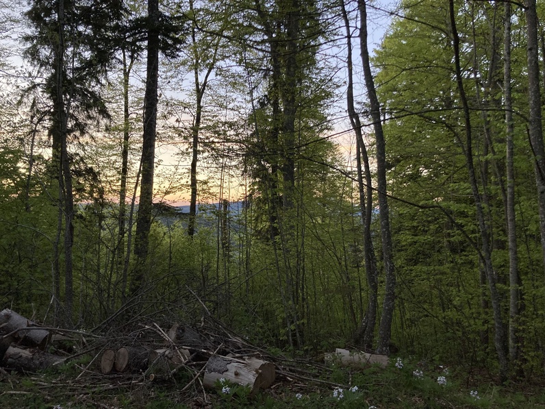Balade au crépuscule et fondue en forêt