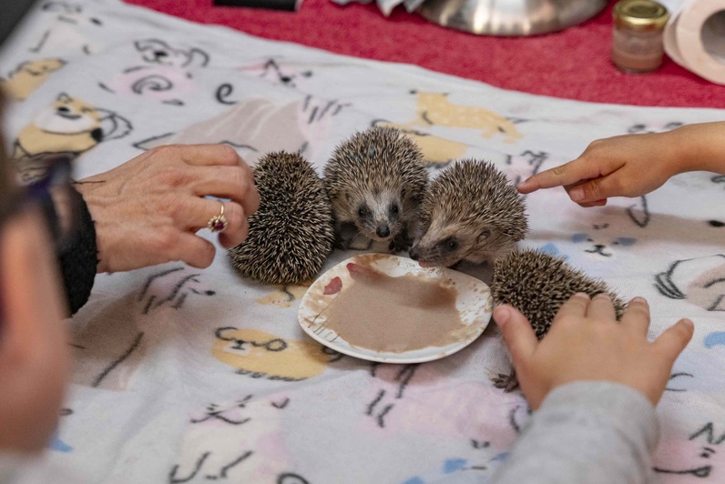 Au chevet des hérissons