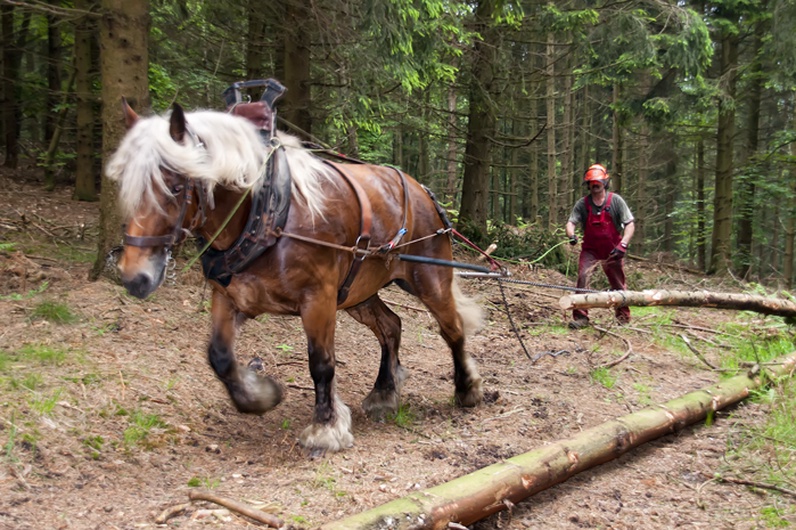 Démonstration de débardage des arbres avec des chevaux