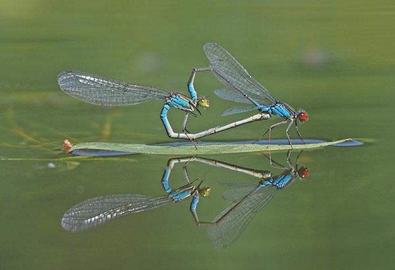 A la découverte des libellules