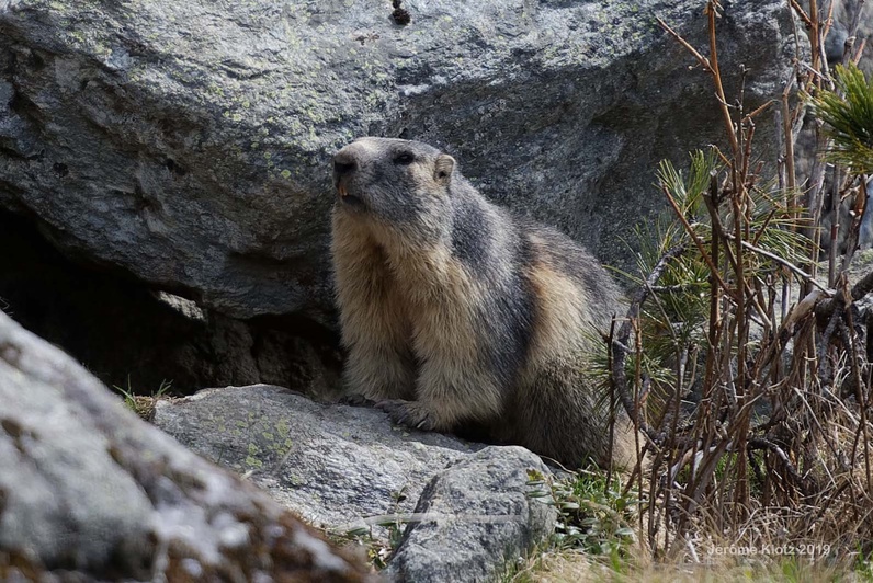 Le Réveil des marmottes