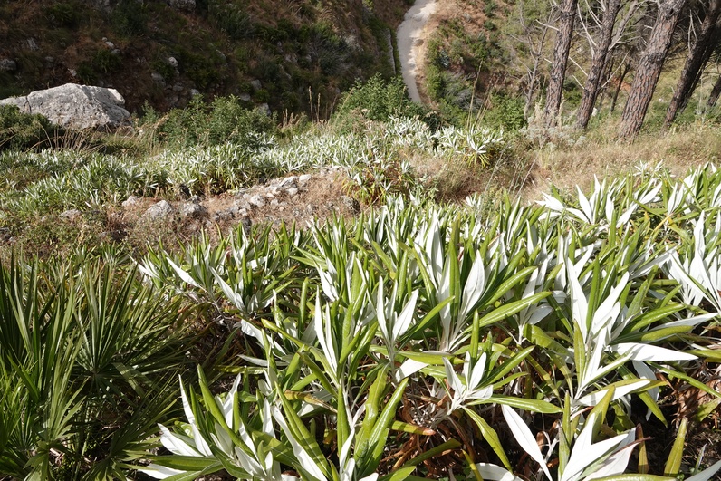 Visite guidée et expo «Et si la marguerite était un arbre?» / Führung und Ausstellung «Margeritenbäume und Löwenzahnsträucher»