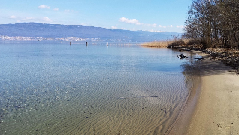 Immersion au cœur de la faune et de la flore de la Grande Cariçaie