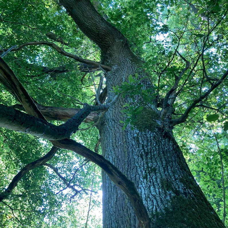 Mon ami l'arbre, quel nom se cache sous ton feuillage ?
