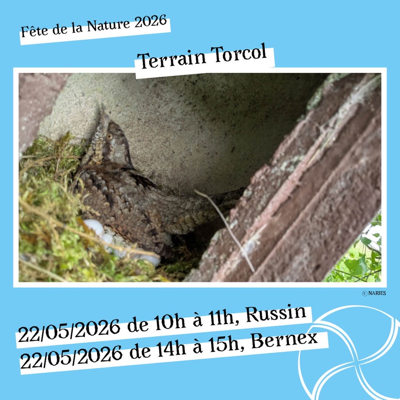 Sur le terrain avec NARIES - Torcols 2