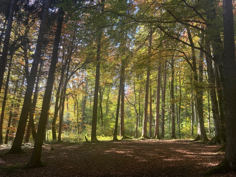 Pleine conscience dans le Bois du Caudray
