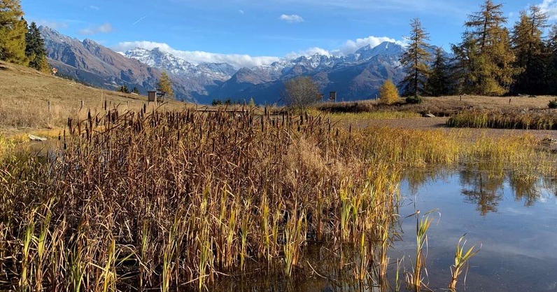 Marmottes, forêts et marais : la nature sans filtre